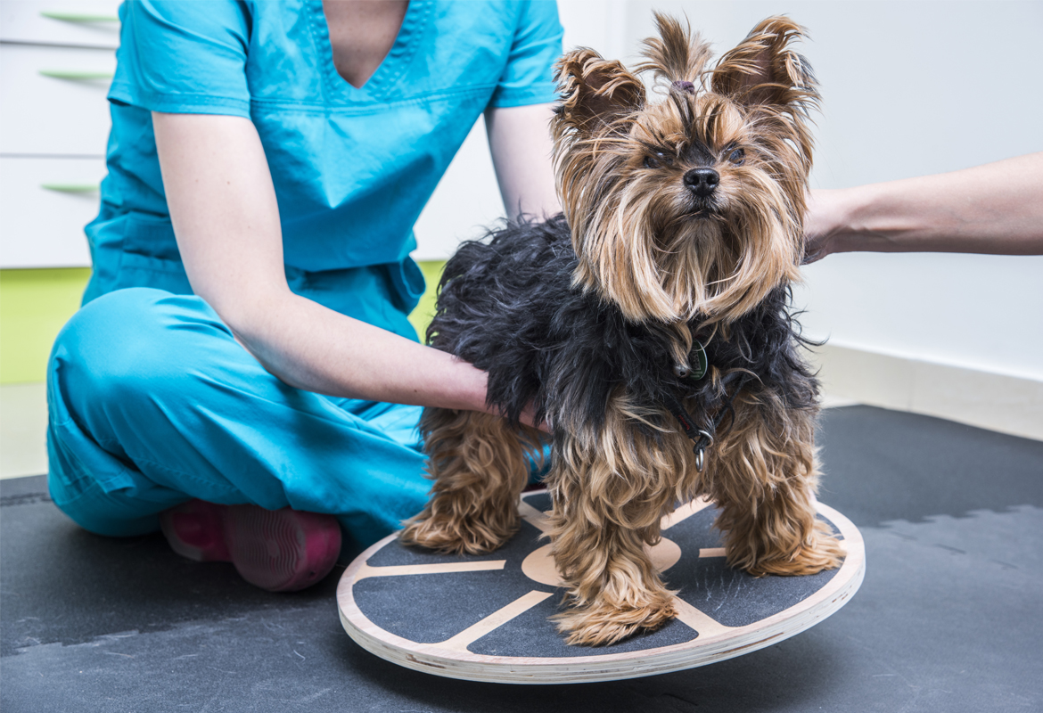 Terapias de rehabilitación para mascotas