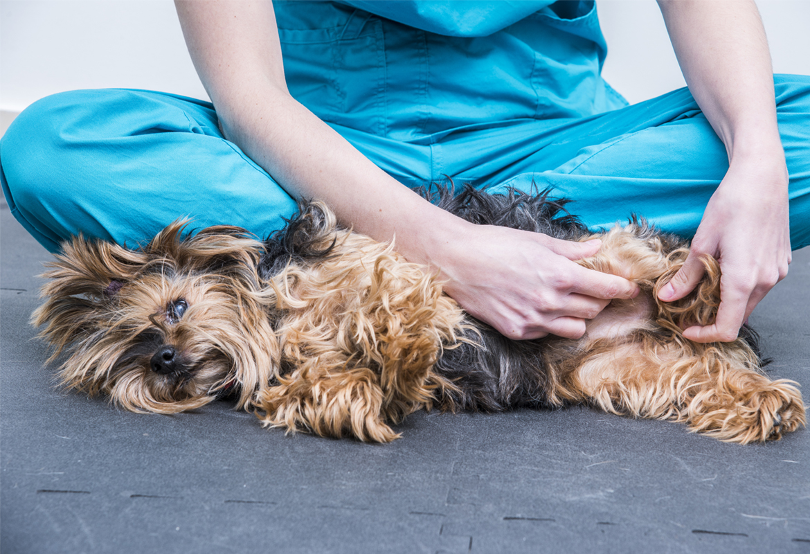 Tratamiento de artrosis en perros