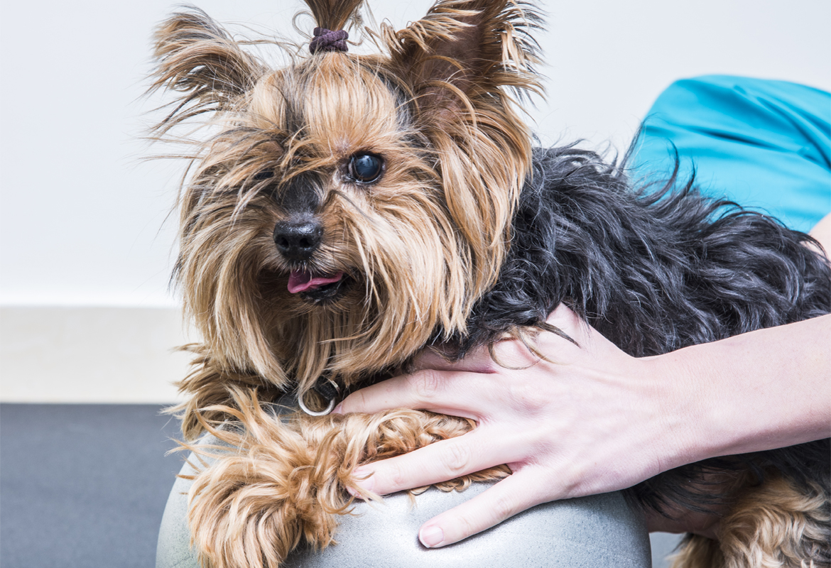 Ejercicios de recuperación para gatos y perros