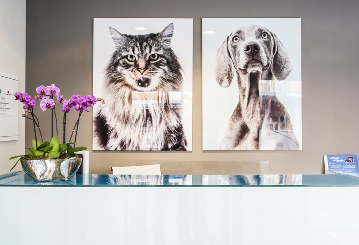 Moderna recepción de la clínica veterinaria Iteca
