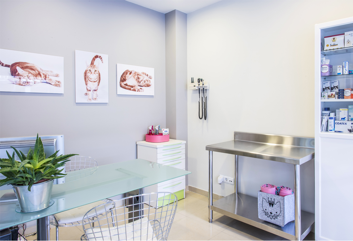 Consulta felina Alcobendas