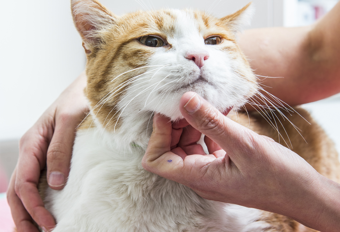 Gato en consulta veterinaria amable