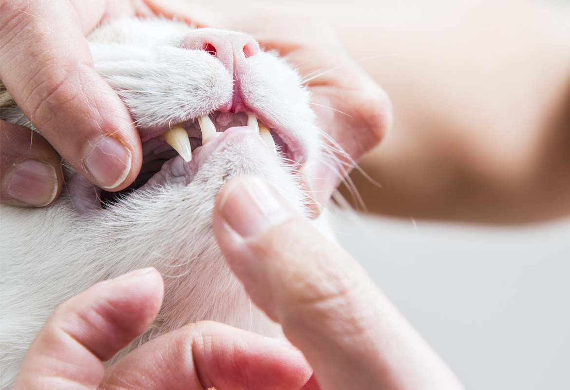 Revisión veterinaria gato sin estrés