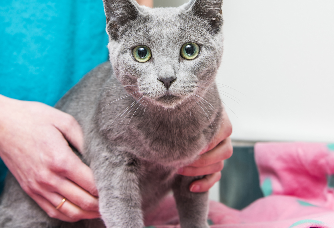 Clínica veterinaria gatos