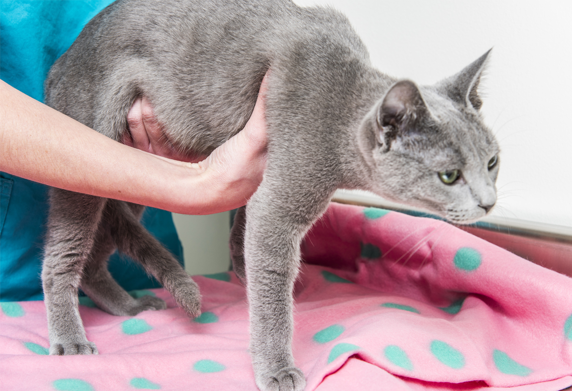Medicina preventiva gatos
