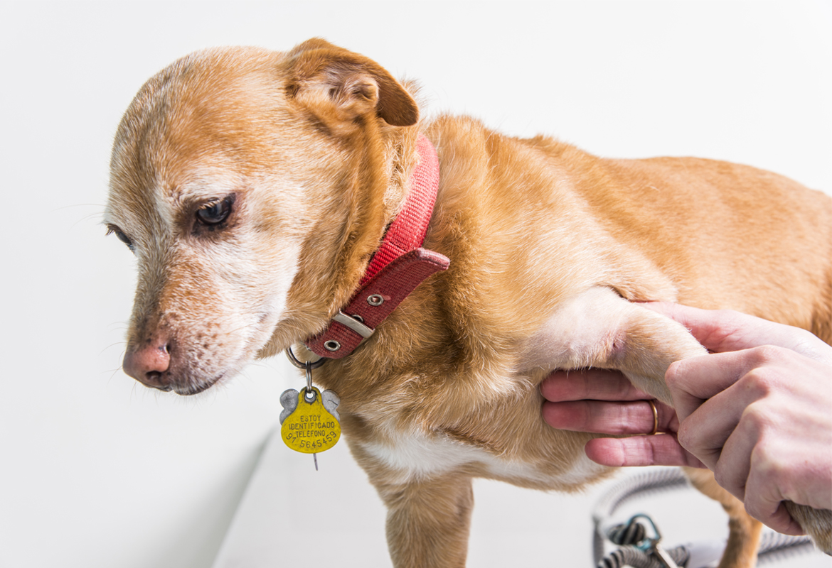Fisioterapia veterinaria en Alcobendas