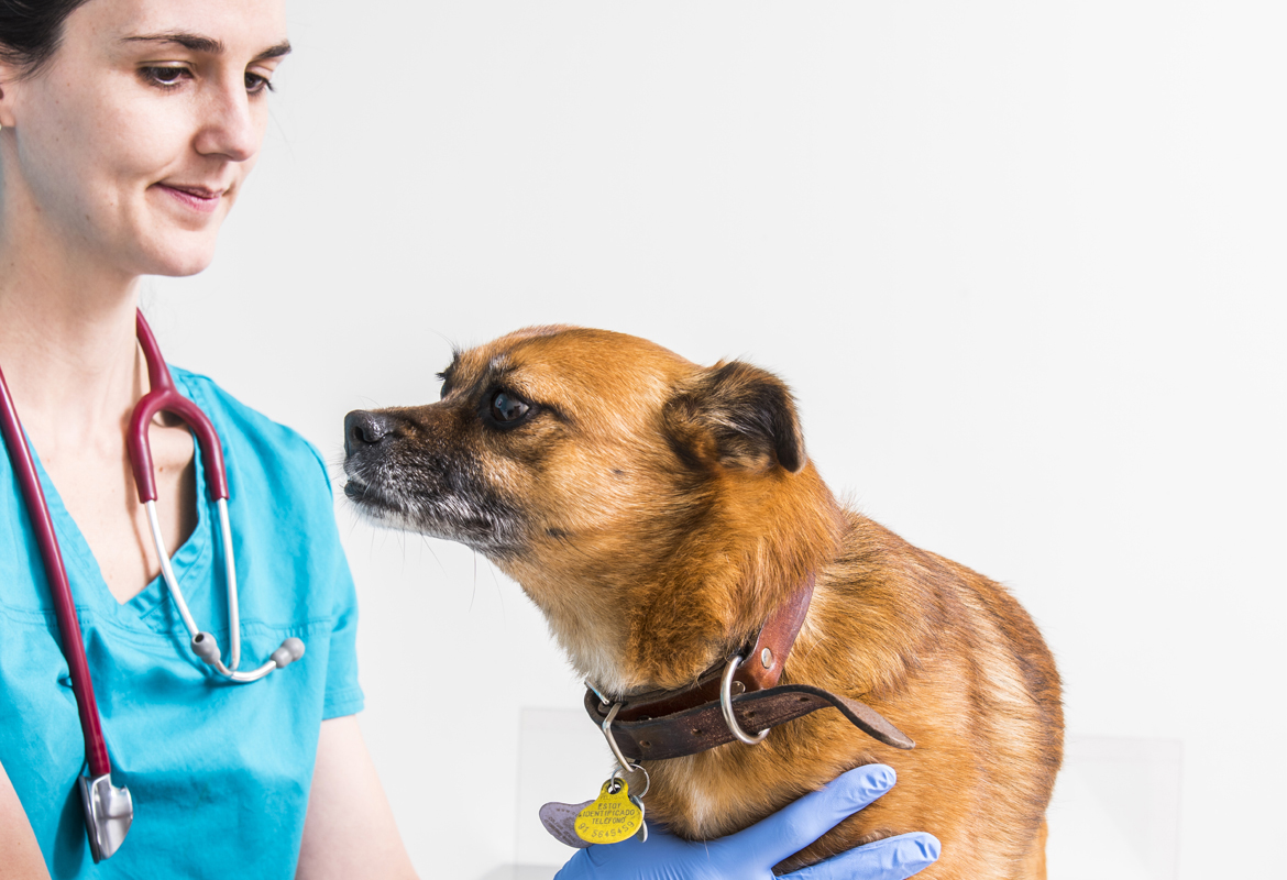 Vacunación perros y gatos Madrid