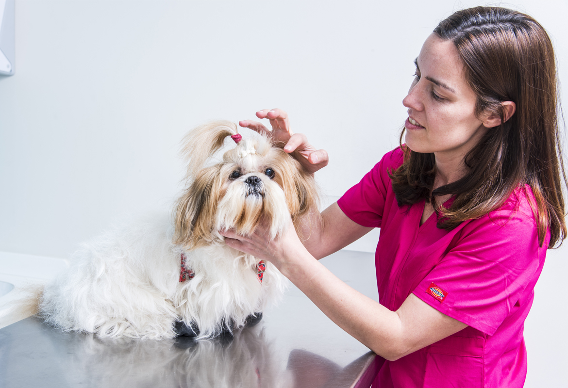 Veterinario examinando mascota