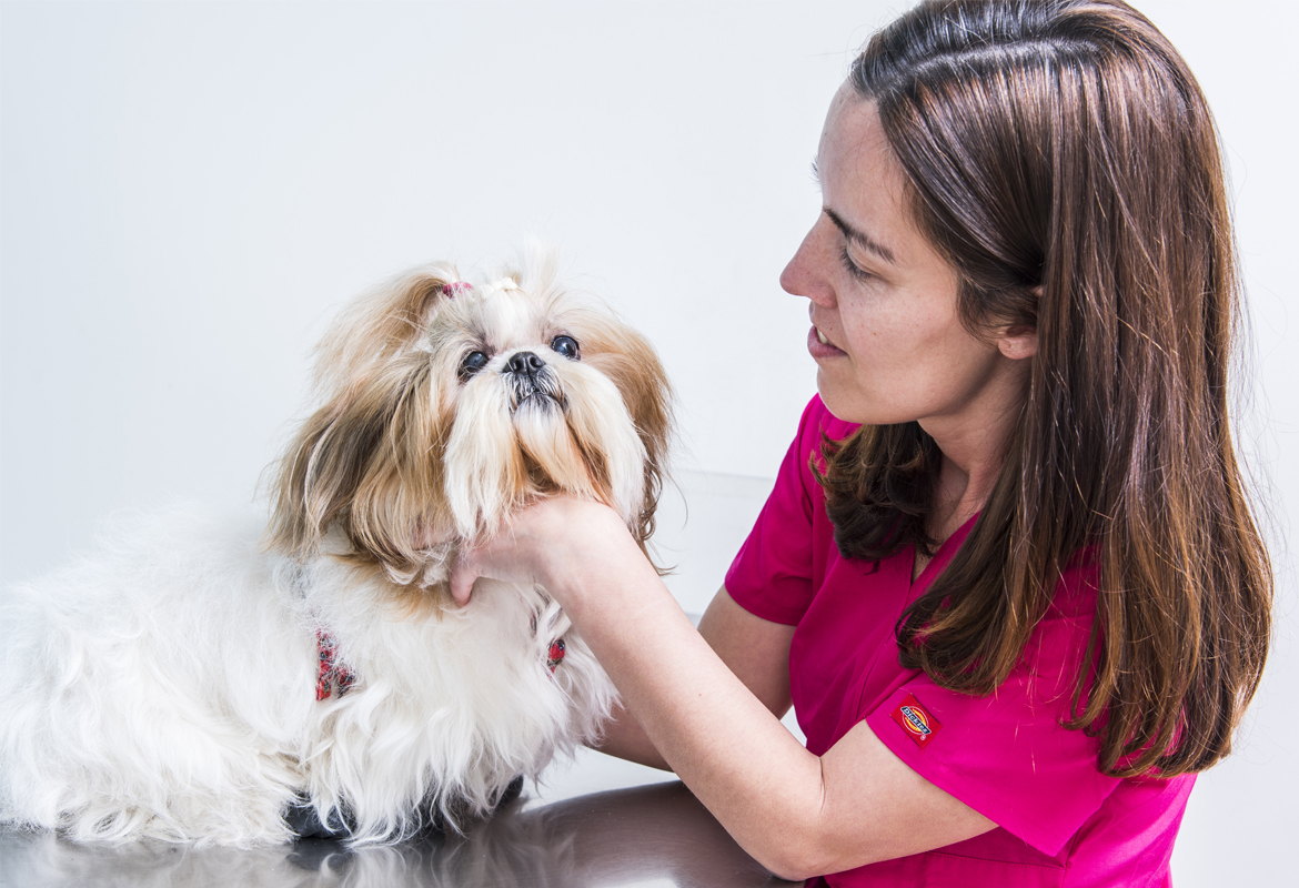 Diagnóstico veterinario Alcobendas