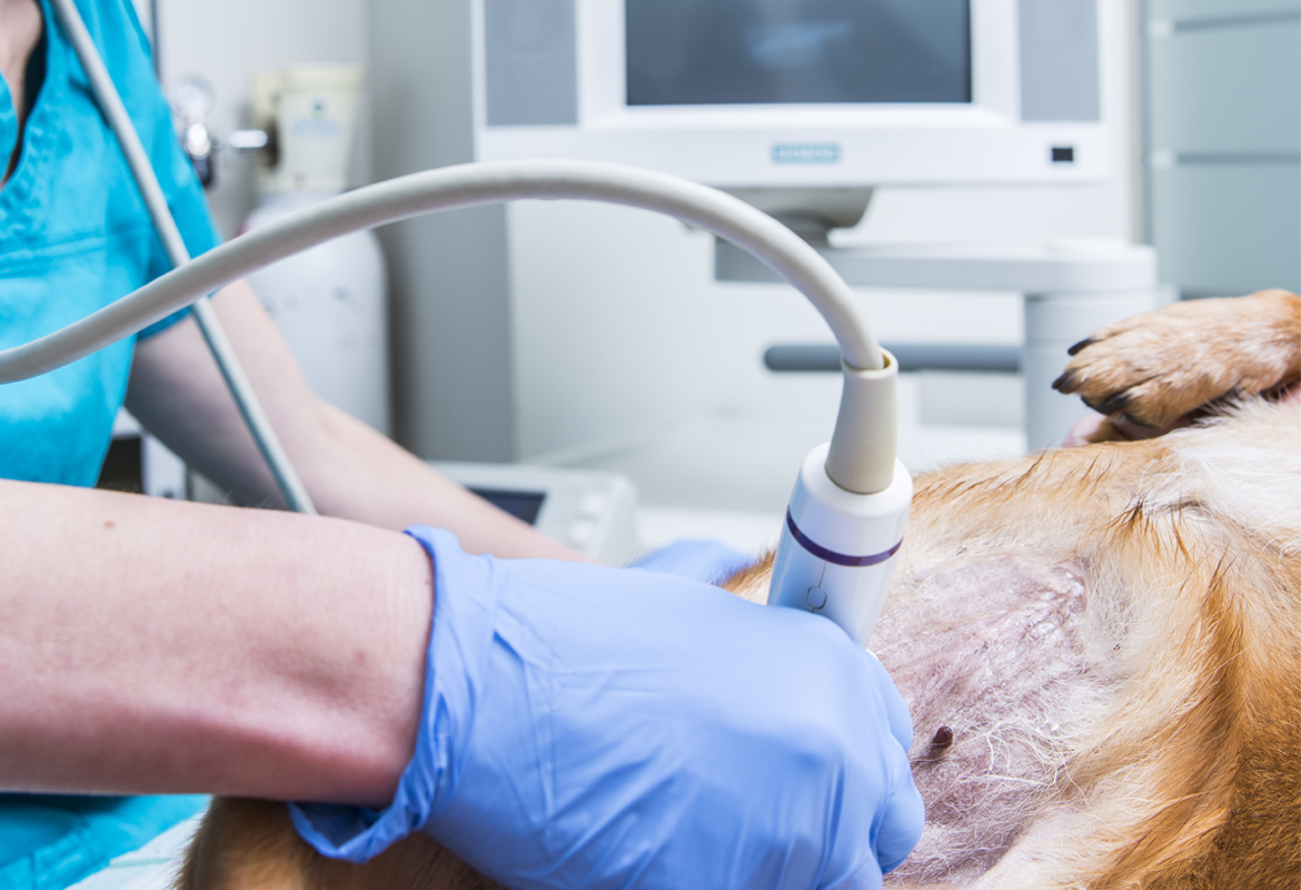 Radiología digital veterinaria Alcobendas